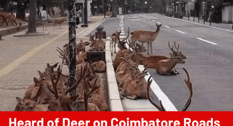 Heard of Deer on Coimbatore Roads