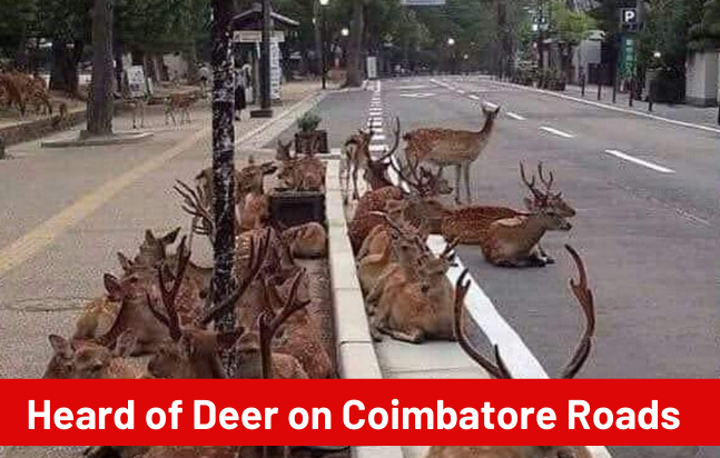 Heard of Deer on Coimbatore Roads