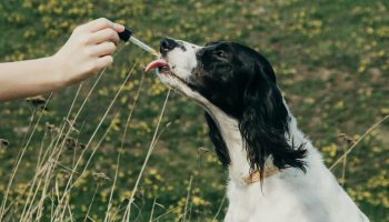 CBD Oil for Dogs