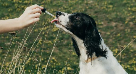 CBD Oil for Dogs