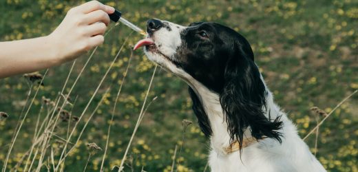 CBD Oil for Dogs