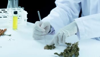 Medical Marijuana