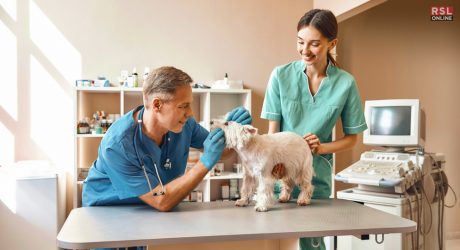 veterinary science degree