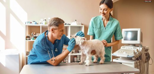 veterinary science degree