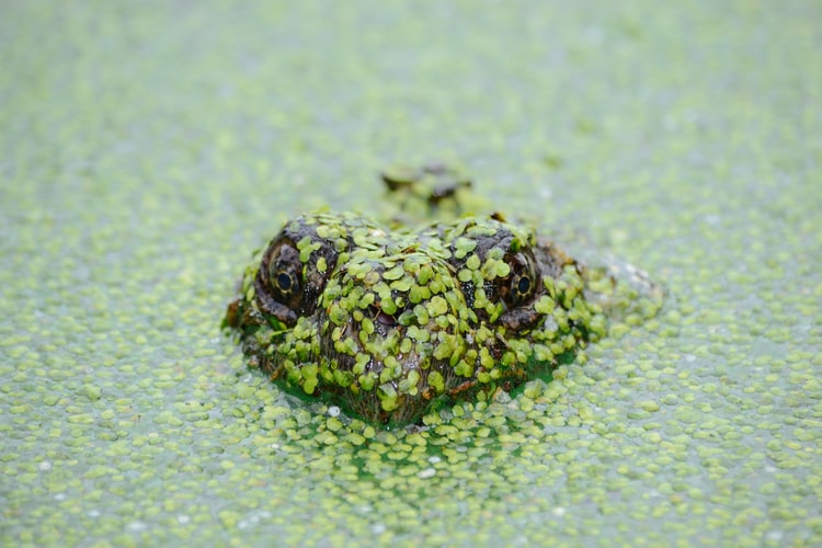 1. Algae growth