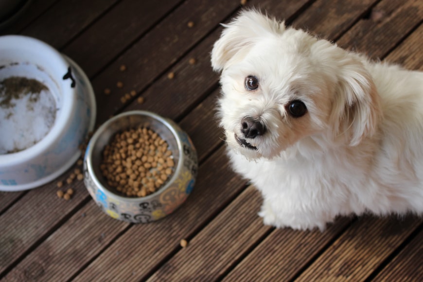 4 Tips For Selecting Nutritious Dog Food For Your Puchoos