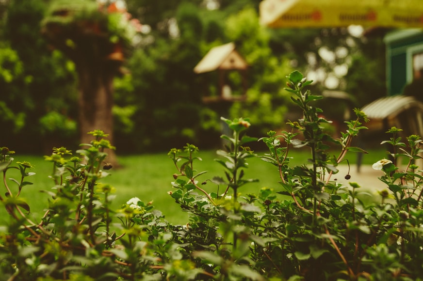 5 Easy Tips To Manage Your Garden
