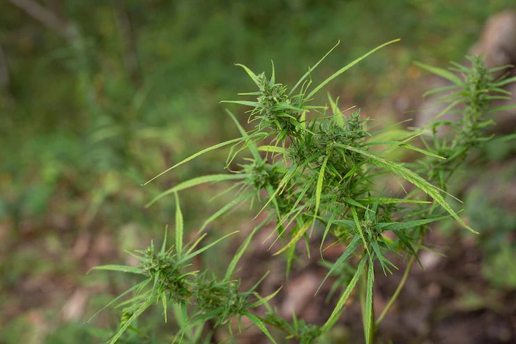 CBD Affects