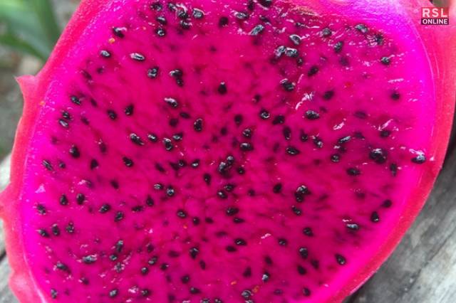 Pink Dragon Fruits