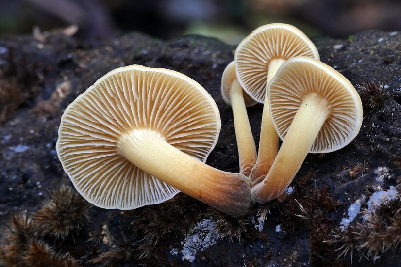 Strains Of Mushrooms Are Best For Beginners