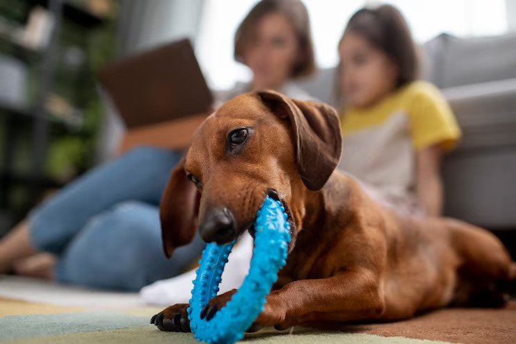 Dog Chew Toys