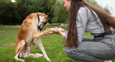 Types Of Dog Barks And Their Meanings