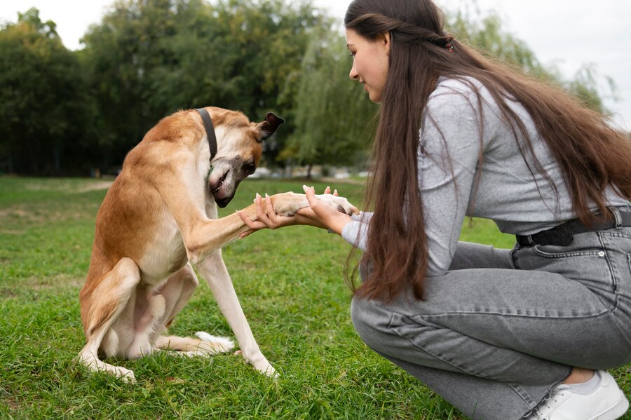 Types Of Dog Barks And Their Meanings