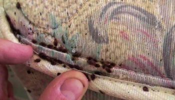 Where do bed bugs come from