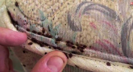 Where do bed bugs come from