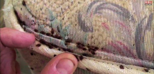 Where do bed bugs come from