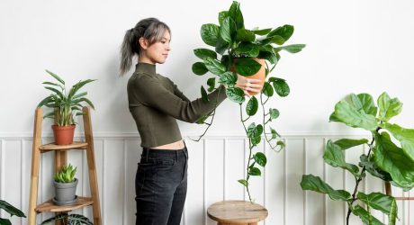 Best Large Indoor Plants