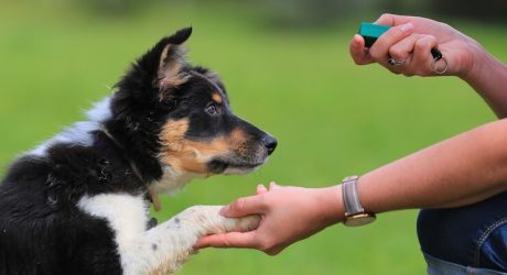 Dog Training Clicker