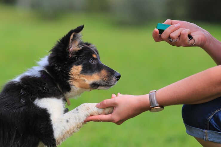 Dog Training Clicker