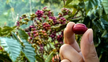 Colombian Coffee In Sustainable Farming Practices