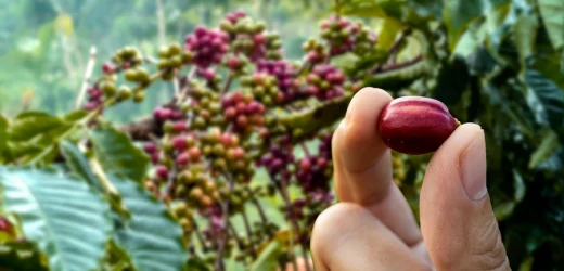 Colombian Coffee In Sustainable Farming Practices
