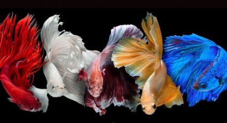 Comprehensive Guide To Feeding Your Betta Fish