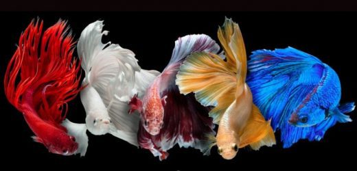 Comprehensive Guide To Feeding Your Betta Fish