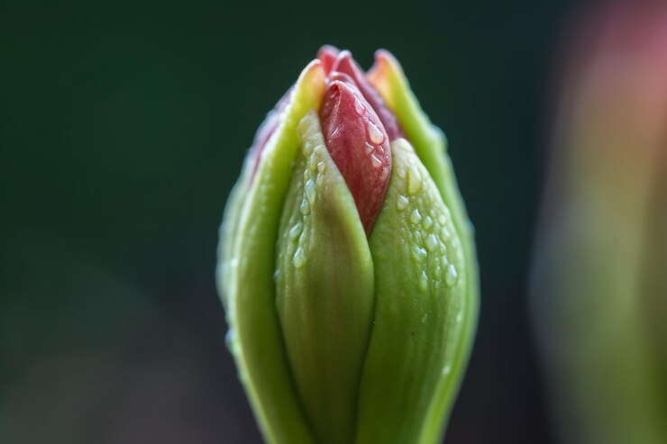 Flavors of Bud Blossom Elixirs