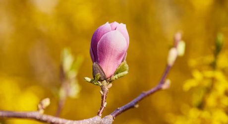 Bud Blossoms