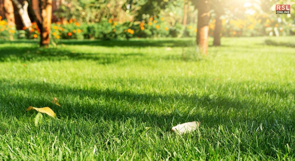 Common Types Of Lawn Grass