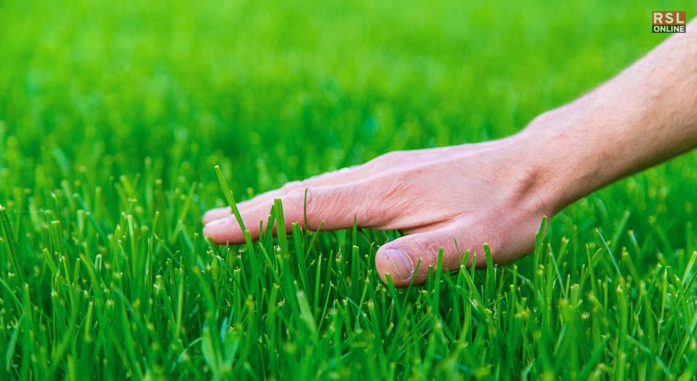 Things To Keep In Mind While Starting A Business Involving Grass
