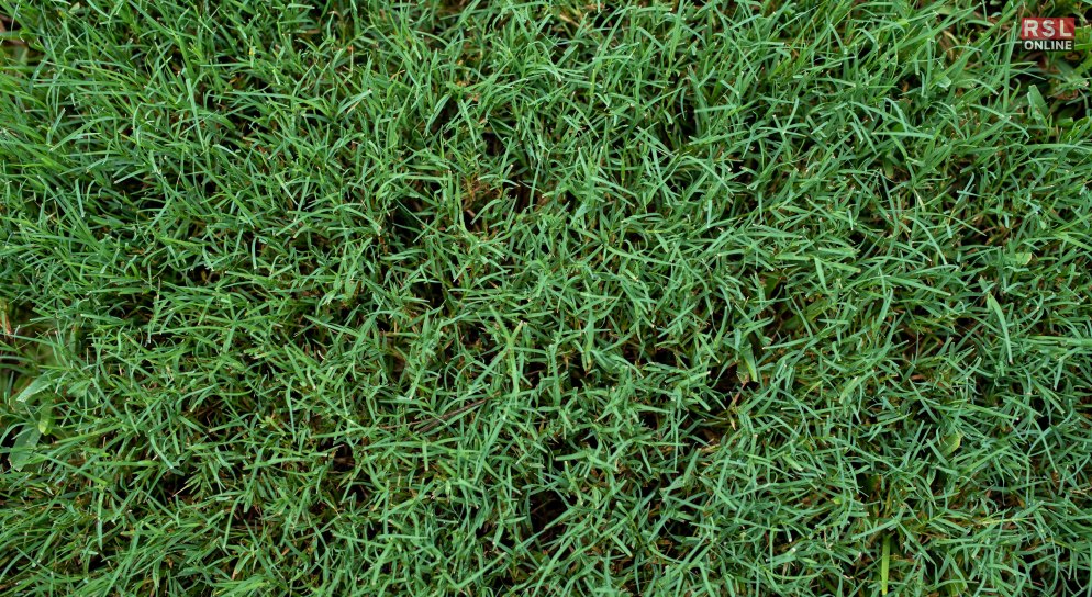 Bermuda Grass img