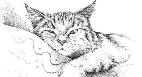 Cat Drawing