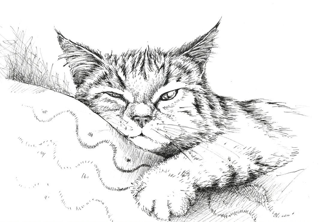 Cat Drawing