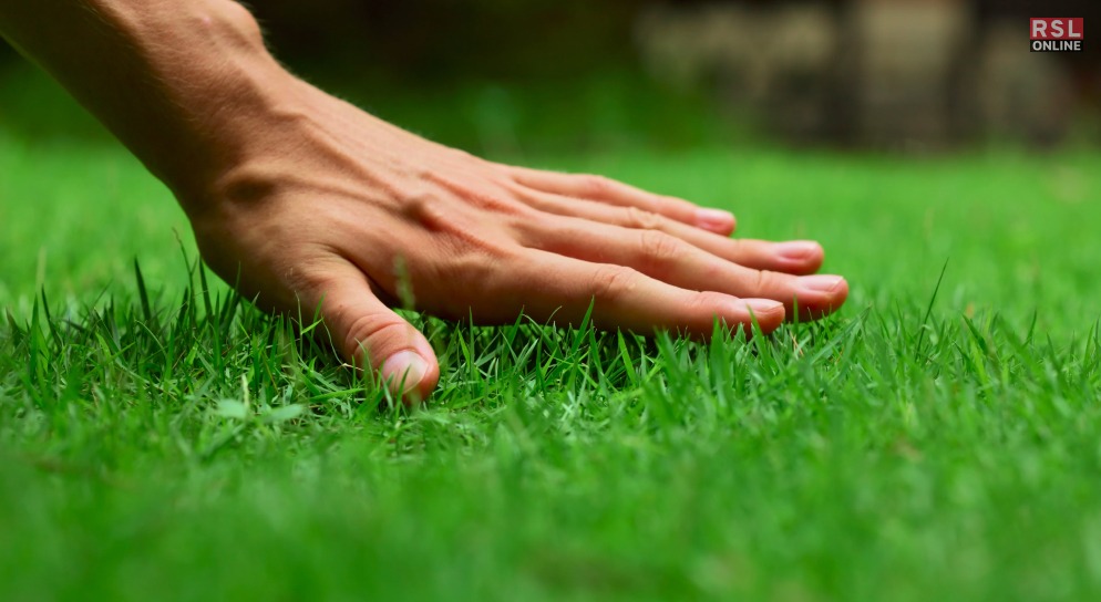 Choosing The Perfect Grass For Your Spray-On Grass Seed