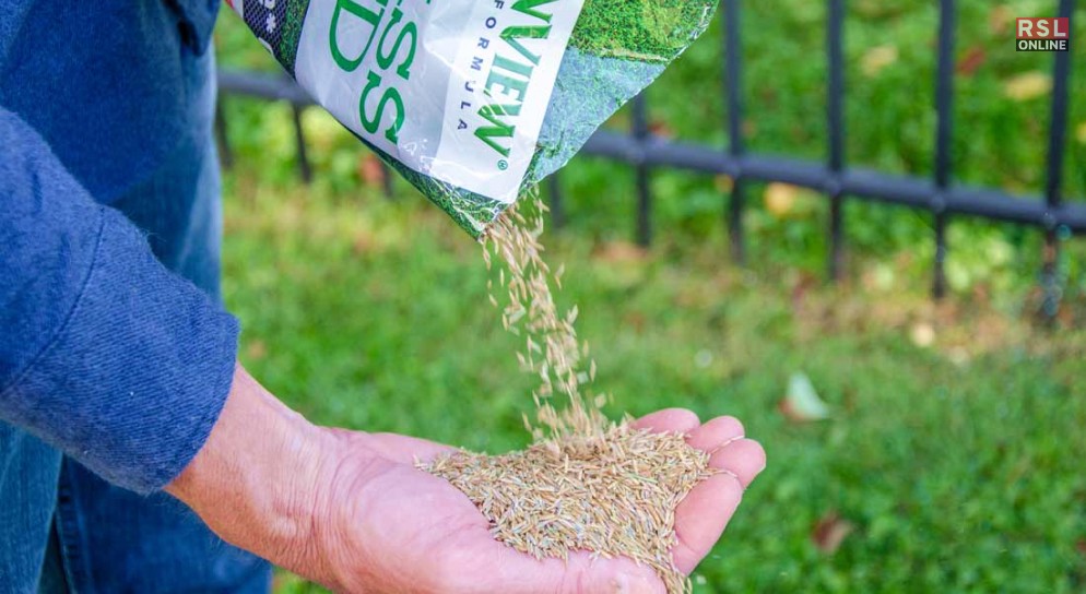 Choosing the Right Grass Seed Blend