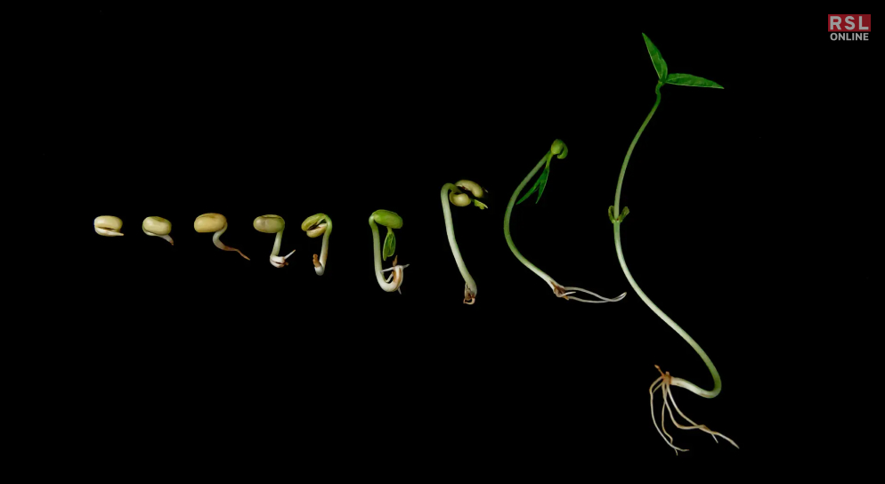 Deciding Factors_ How Long Does It Take For Grass Seed To Grow