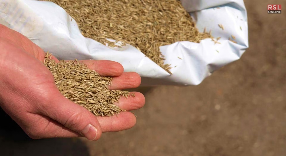 Factors Affecting Grass Seed Longevity