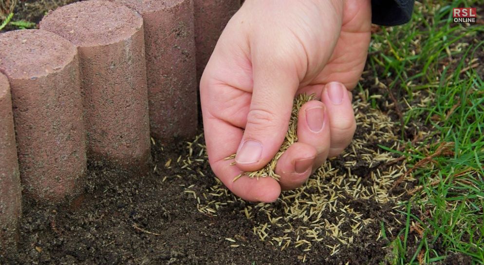 Planting Your Grass Seed