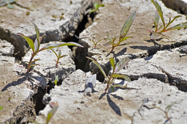 Revegetation After Natural Disasters