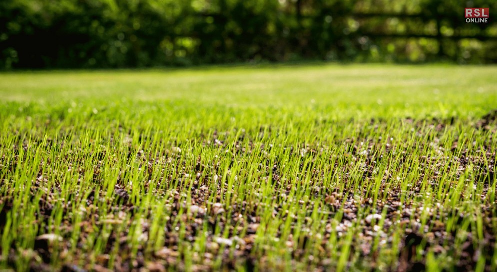 The Benefits Of Spray-On Grass Seed