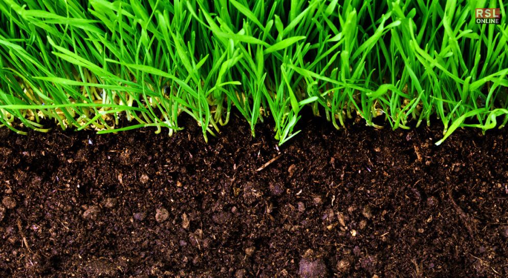 The Role of Soil in Growing Grass