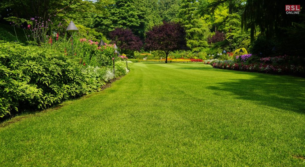 Tips For Speedy Growth Of Your Grass Seeds