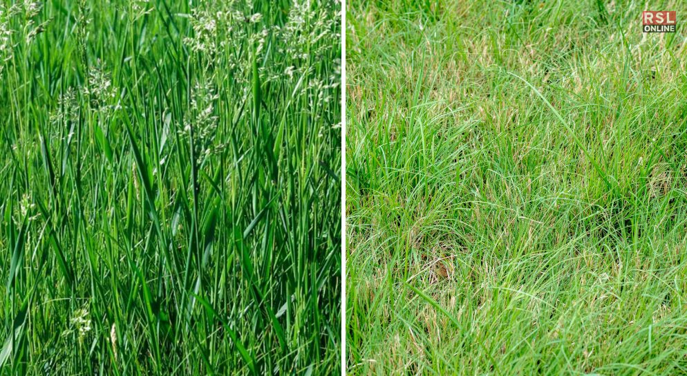 Transition Zone Grasses