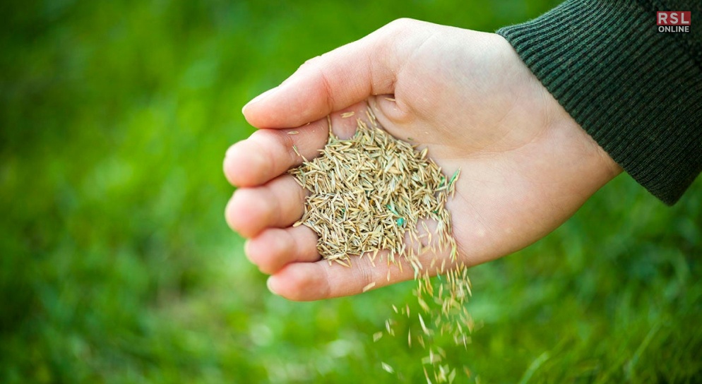 Understanding Grass Seed Lifespan