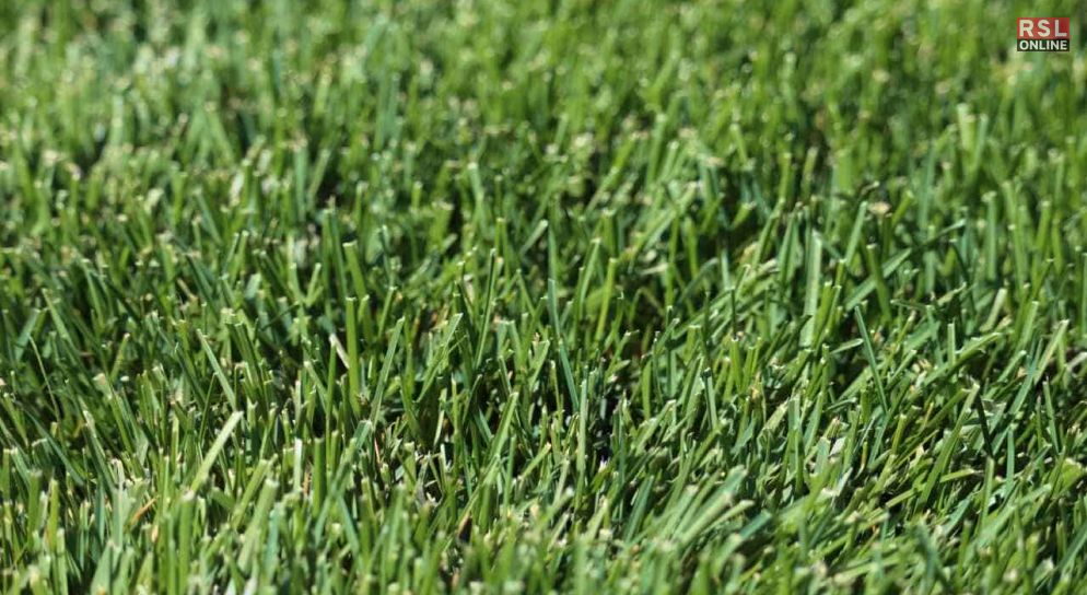 Understanding Your Grass Type