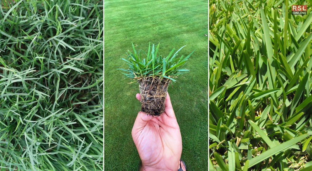 Warm-Season Grasses