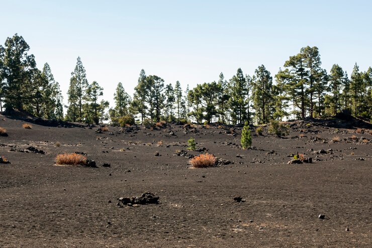 Revegetation After Natural Disasters