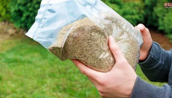 how long does grass seed last