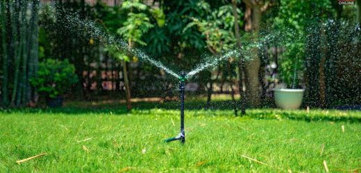 how often to water grass seed